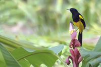 Icterus prosthemelas